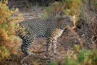 Levhart skvrnity - Panthera pardus - Leopard s9733